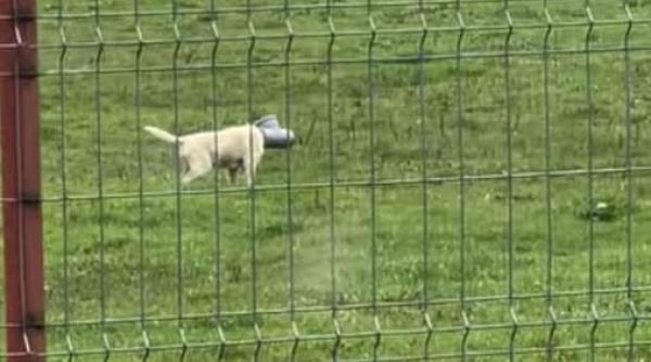 Un câine din Ilfov moare în chinuri cu capul blocat într-o țeavă. Apel disperat către autorități