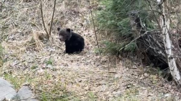 Un puiuț de urs s-a rătăcit și a ajuns în curtea unui localnic din Cavnic