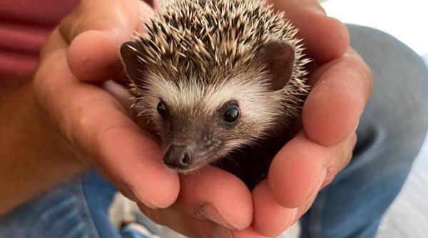 Secretul grădinilor sănătoase: un mic animal care noaptea te scapă de dăunători