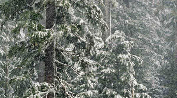 ninsori romania aprilie 2026 prognoza meteo brasov