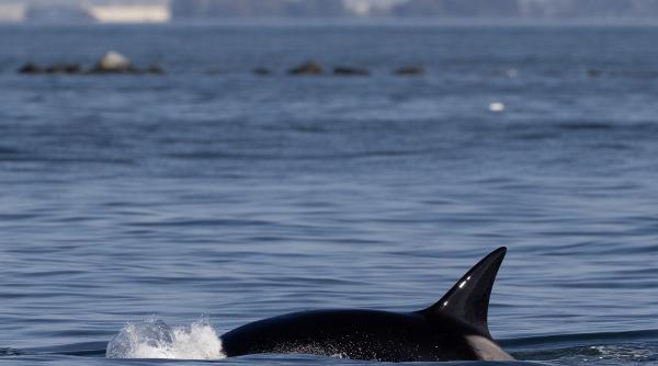 Misterele lumii. Creatura din adâncurile Oceanului Pacific îi intrigă pe oamenii de știință de peste un secol