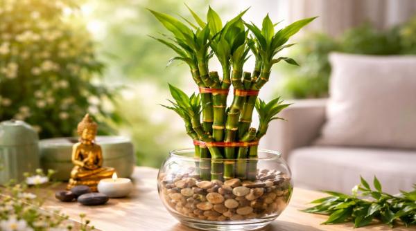 Bambusul norocos: Cum îl activezi pentru energie pozitivă și prosperitate