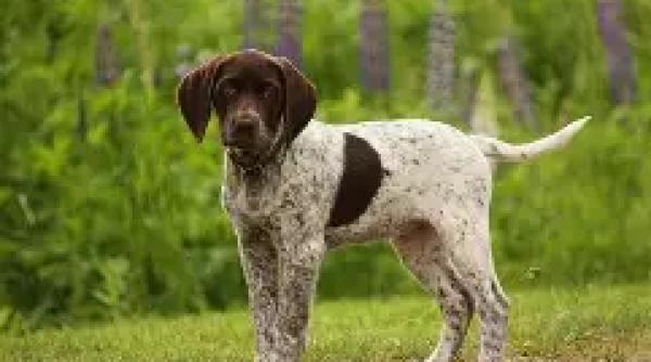 caine incendiu stapani foc