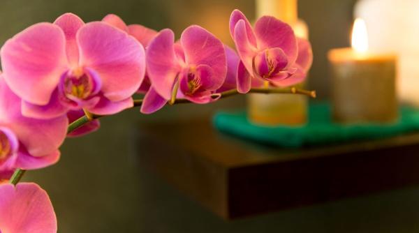 3 semne că orhideea ta are nevoie urgentă de un nou ghiveci