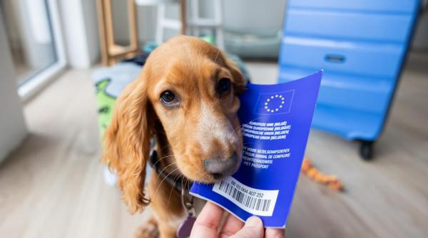 Ultima lovitură a Brexit-ului: animalele de companie britanice au rămas fără pașapoarte UE 