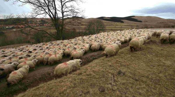 Extremismul ecologist mai urcă o treaptă: interzis cu oaia la munte!