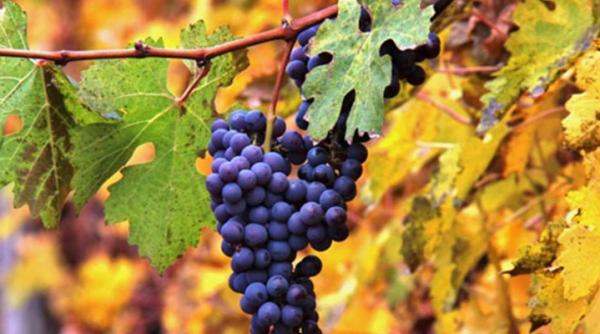 Prima stațiune oenoturistică din România a fost lansată oficial