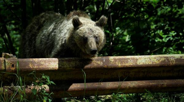 Alertă de urs la Vișeul de Sus