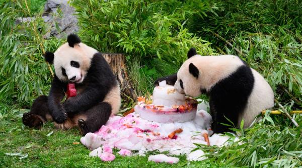 China va trimite panda uriași în Atlanta