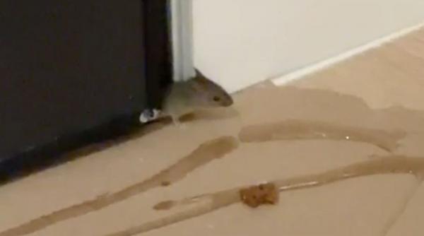 rezidential soareci gandaci apartamente lux