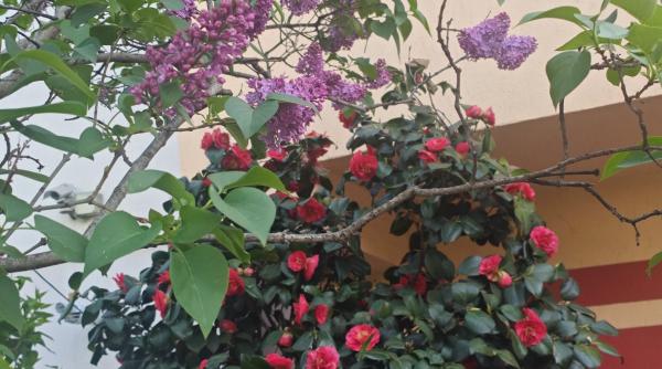 4 luni de naștere care se află în proces de vindecare după o pierdere majoră