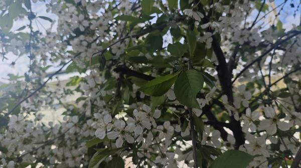 Luna Florilor din 2026 aduce transformări puternice: 6 luni de naștere chemate la un nou început