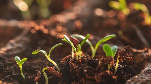 Secretele unei grădini sănătoase: 6 lucruri pe ca nu le știai despre plantele tale