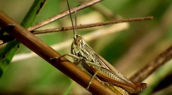 greierii simt durerea insectele ar putea suferi mai mult decat credeam