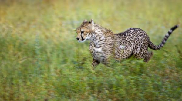ce felina esti in functie de data nasterii