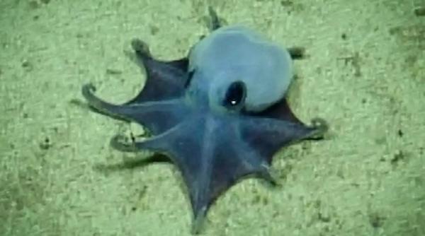 noua specie caracatita culoarea cea mai rara natura