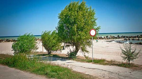 Schimbare majoră pe litoralul românesc: Copacii revin pe plaje pentru a asigura umbră naturală