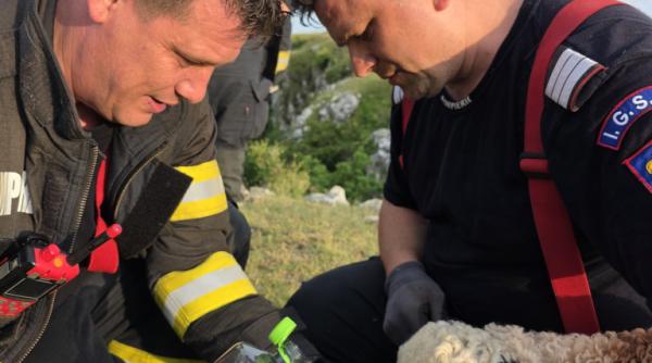 Final fericit în Cheile Turenilor! O familie a salvat viața unui miel blocat pe stânci după ce a sunat la pompieri