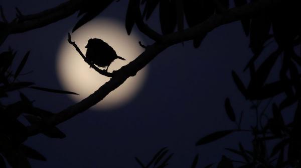 horoscop luna noua 14 iunie 2026 4 zodii favorizate