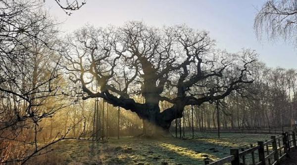 monument viu anglia stejarul ascuns robin hood disparitie
