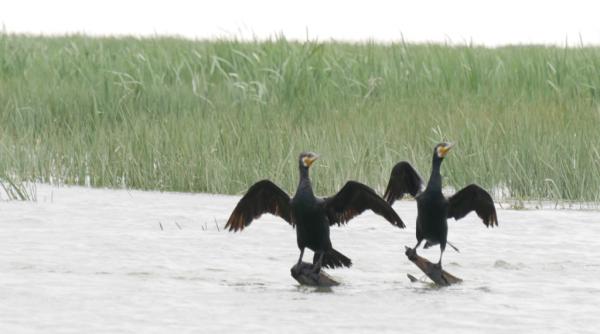 Cruzime de neimaginat în Deltă. Un bărbat din Sulina este anchetat penal după ce a torturat un cormoran