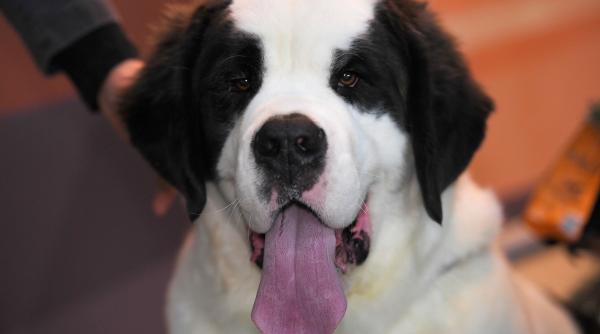 Saint Bernard, câinii-simbol ai Alpilor, au acum un muzeu 