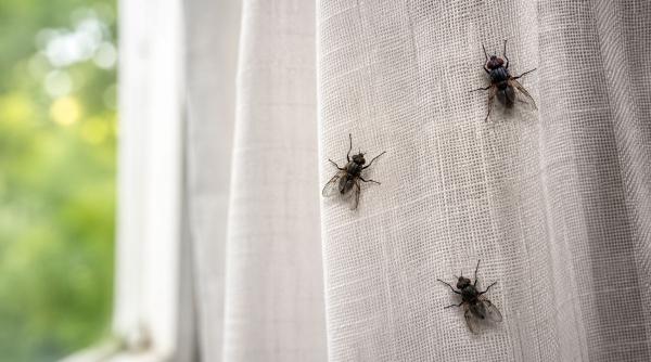 muste invadeaza casa metode eliminare
