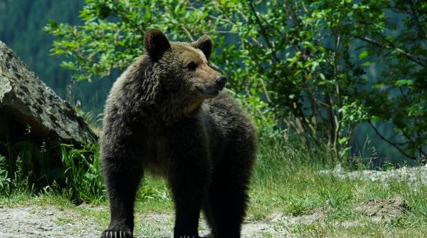 Grup de turiști polonezi, întâmpinat de URS în România