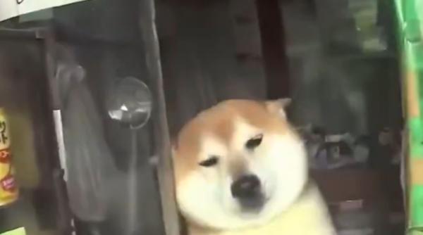 Un câine este "Angajatul Anului" în Tokyo. Povestea emoționantă a pensionarului Shiba