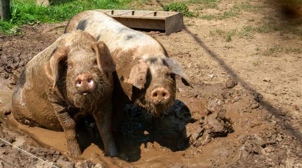 Pesta porcină africană nu se dă dusă. Măsuri disperate: 20 € de la stat, pentru fiecare porc ținut departe de boală
