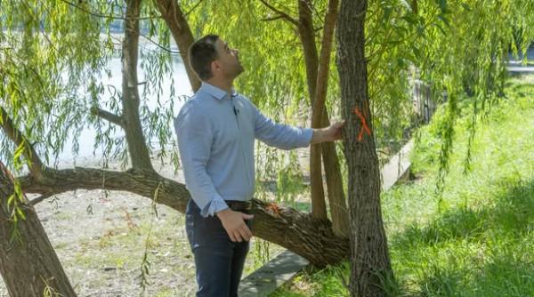 Ciprian Ciucu intervine în problema parcurilor din București: Strategia de ultimă oră pentru copacii de pe malul lacului Herăstrău