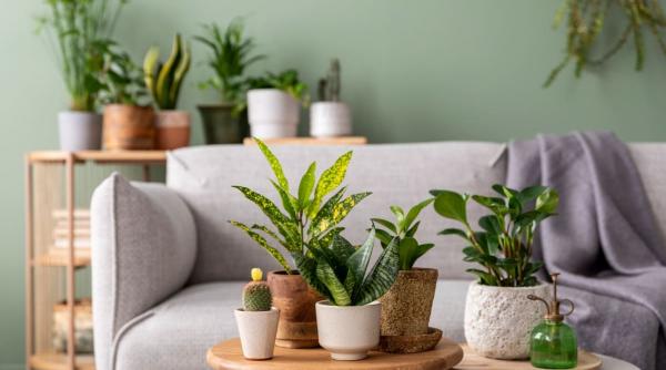 Feng Shui: Ce plantă de apartament ți se potrivește, în funcție de zodie