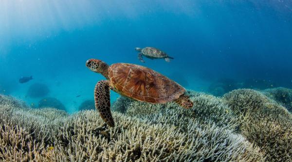 Oceanele și râurile „se sufocă": de ce dispare oxigenul din apele Pământului