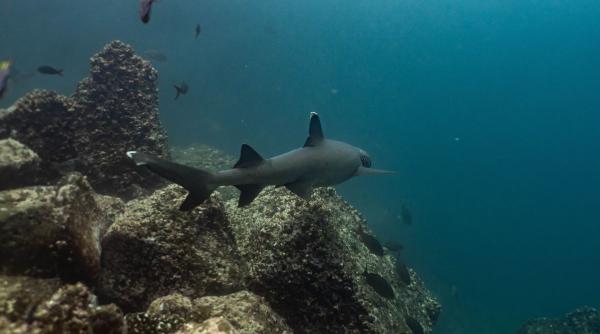 descoperire galapagos reaparut rechin disparut peste doua decenii