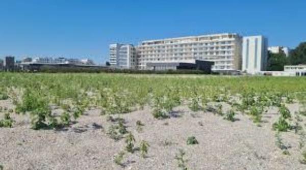 statiune litoral pierdut farmecul altadata buruienile invadat plaja plin sezon estival