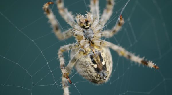 paianjeni insecte casa