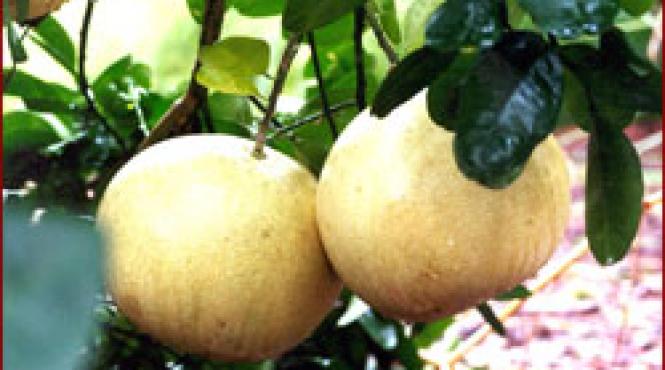 credinte pomelo alunga spiritele rele