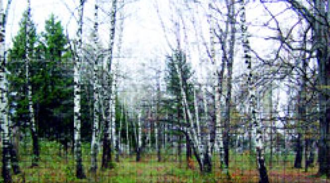 padurea de argint