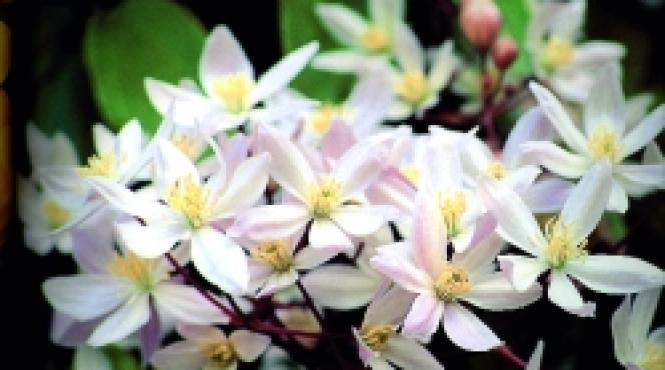 plantele cataratoare