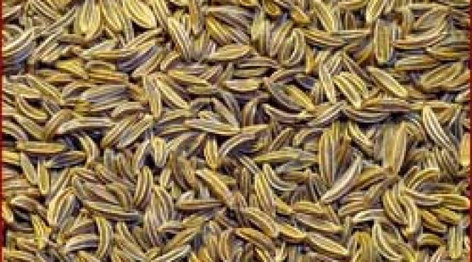 semintele avarilor egiptenii foloseau chimionul acum 5 000 de ani