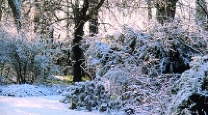 arborii ce vor fi plantati in gradina