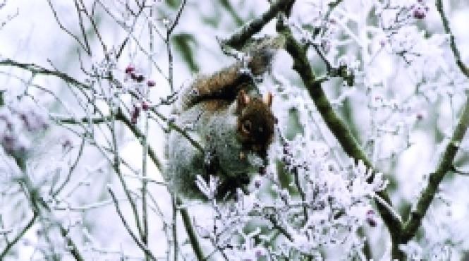 incurajati viata vietatilor din curte si gradina