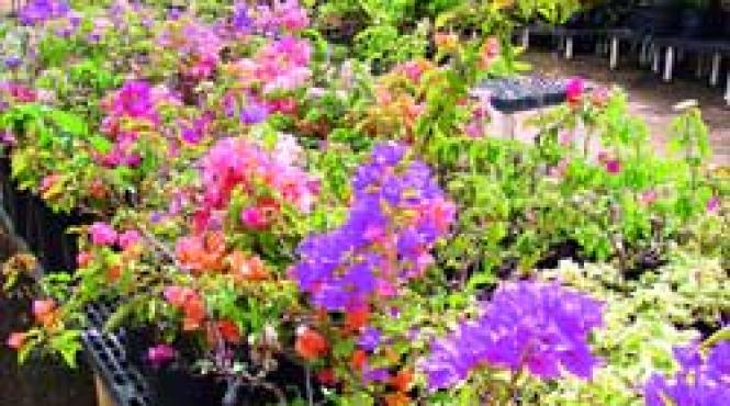 incantare mediteraneana bougainvillea floarea de hartie