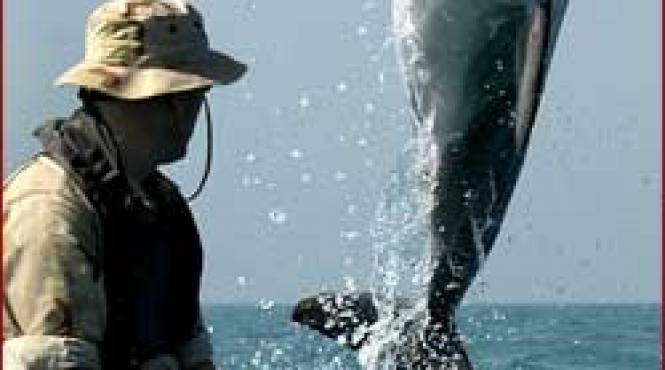 delfini cu trese pe inotatoare marina sua foloseste mamifere acvatice in misiuni speciale