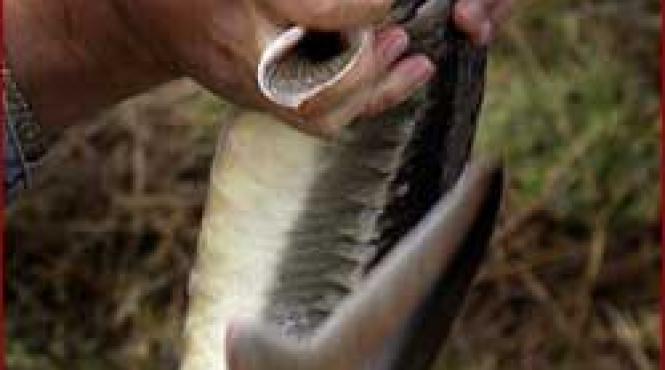 prohibitie degeaba sturionii braconati in voie