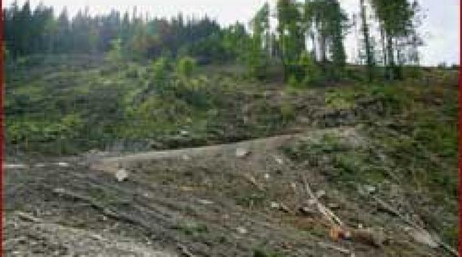 romania o tara despadurita