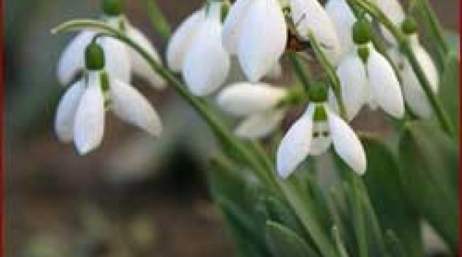 martisor magia calda a unui suras
