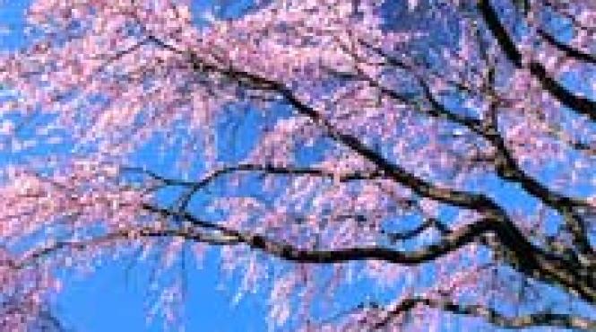 la venirea primaverii