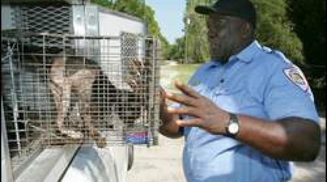 un american traia cu 300 de pisici vii si moarte in casa