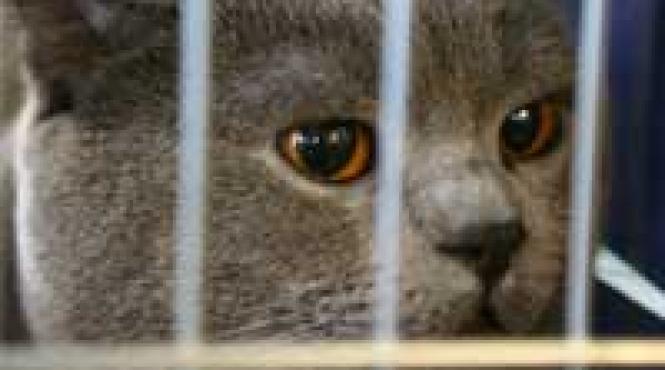 mate de primavara la palat